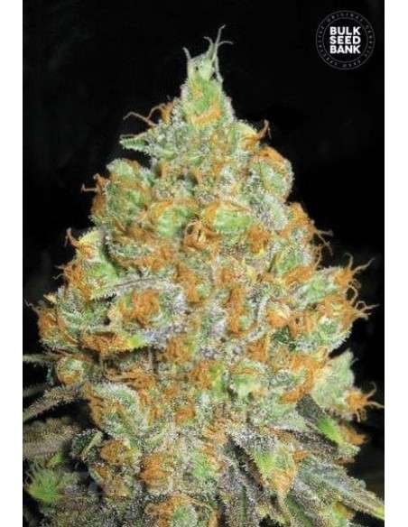 BULK SEED BANK - Critical Mass - 1