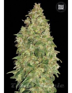 BULK SEED BANK - Dubai Poison - 1