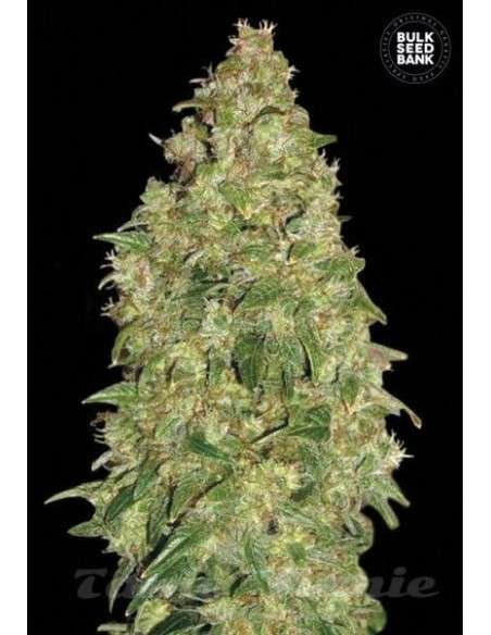 BULK SEED BANK - Dubai Poison - 1