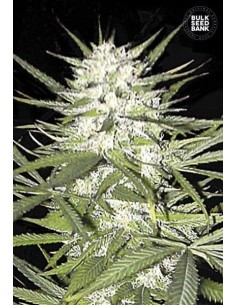 BULK SEED BANK - Early Top Skunk - 1
