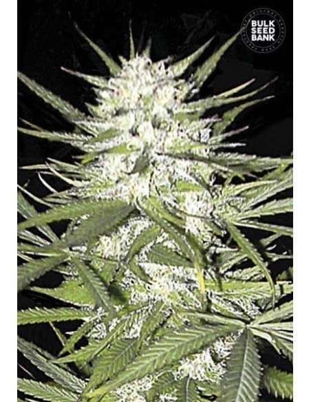 BULK SEED BANK - Early Top Skunk - 1