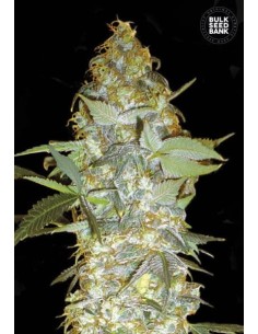 BULK SEED BANK - Euforia Special - 1