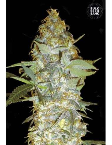 BULK SEED BANK - Euforia Special - 1