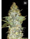 BULK SEED BANK - Euforia Special - 1