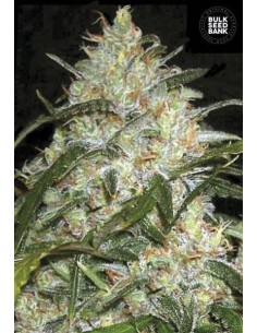 BULK SEED BANK - Grapefruit - 1