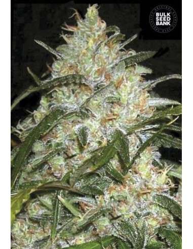 BULK SEED BANK - Grapefruit - 1