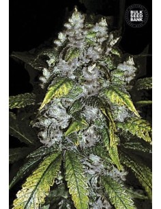 BULK SEED BANK - Good Wild Shark - 1