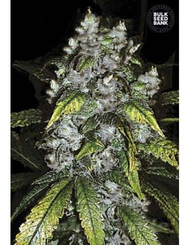 BULK SEED BANK - Good Wild Shark - 1