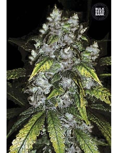 BULK SEED BANK - Good Wild Shark - 1