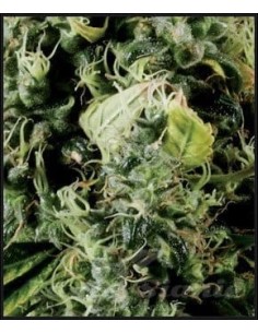 GREEN HOUSE SEEDS - Arjan's Haze 3 - 1 2