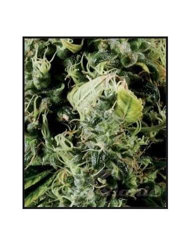 GREEN HOUSE SEEDS - Arjan's Haze 3 - 2