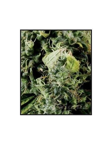 GREEN HOUSE SEEDS - Arjan's Haze 3 - 2