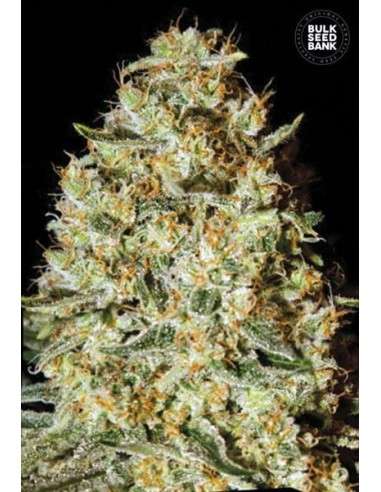 BULK SEED BANK - Nepal Gold - 1