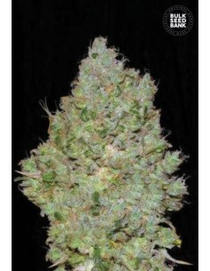 BULK SEED BANK - Jack Hair - 1