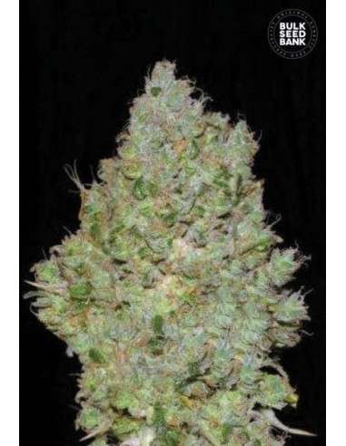 BULK SEED BANK - Jack Hair - 1