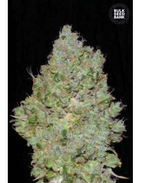 BULK SEED BANK - Jack Hair - 1
