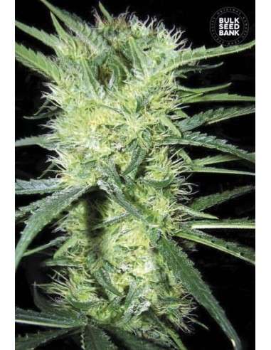BULK SEED BANK - K2 - 1