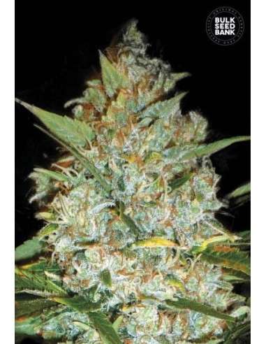 BULK SEED BANK - Kali's Mistery - 1