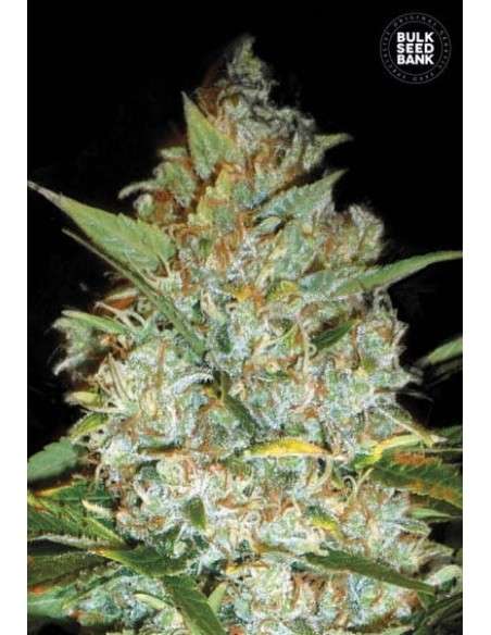 BULK SEED BANK - Kali's Mistery - 1