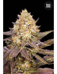 BULK SEED BANK - Lavender Best - 1