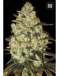 BULK SEED BANK - Psychedelic - 1