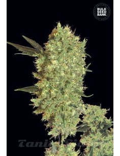 BULK SEED BANK - Marley's Bud - 1