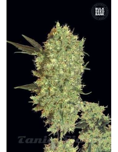 BULK SEED BANK - Marley's Bud - 1
