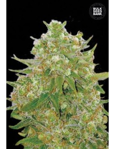 BULK SEED BANK - Master Kush Grand - 1