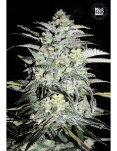 BULK SEED BANK - Mazar Extra - 1