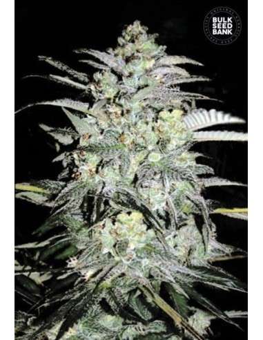 BULK SEED BANK - Mazar Extra - 1