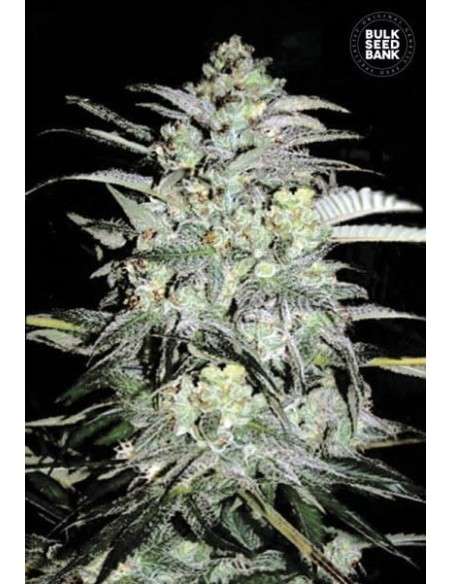 BULK SEED BANK - Mazar Extra - 1