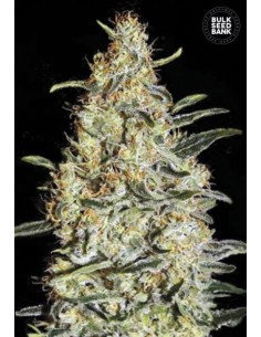 BULK SEED BANK - New's Haze - 1