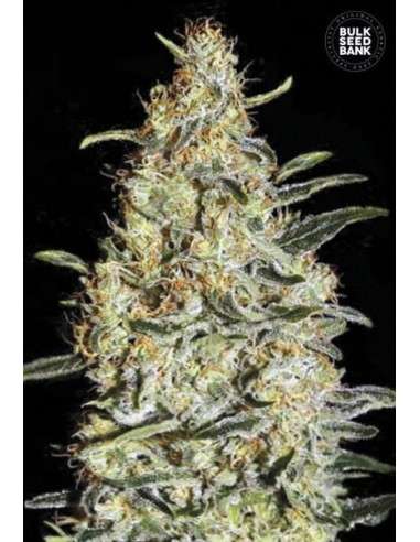 BULK SEED BANK - New's Haze - 1