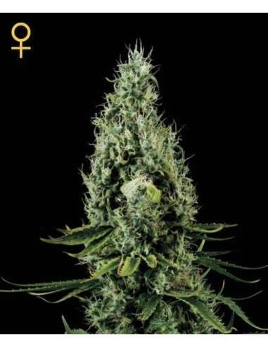 GREEN HOUSE SEEDS - Arjan's Haze 3 - 3