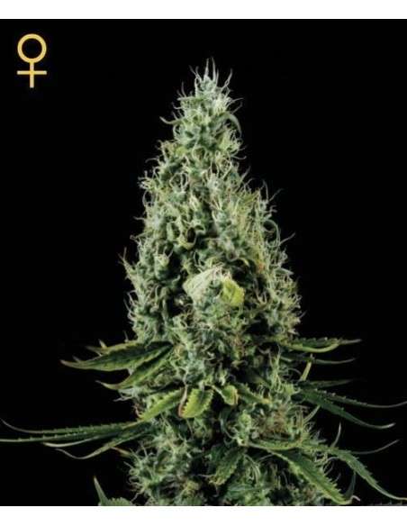 GREEN HOUSE SEEDS - Arjan's Haze 3 - 3