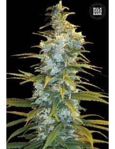 BULK SEED BANK - Northern Light - 1