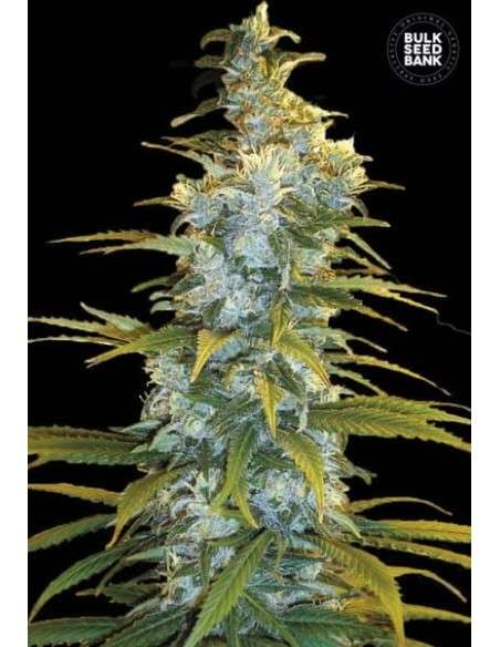 BULK SEED BANK - Northern Light - 1