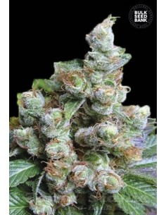 BULK SEED BANK - NBA Diesel - 1