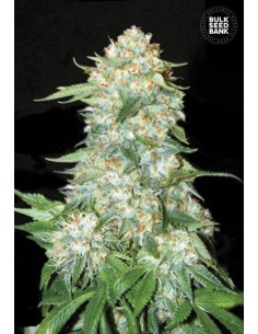 BULK SEED BANK - OG Kush - 1