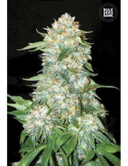 BULK SEED BANK - OG Kush - 1