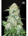 BULK SEED BANK - OG Kush - 1