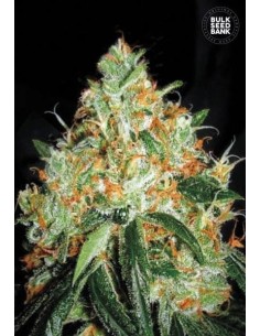 BULK SEED BANK - Original Orange Bud - 1