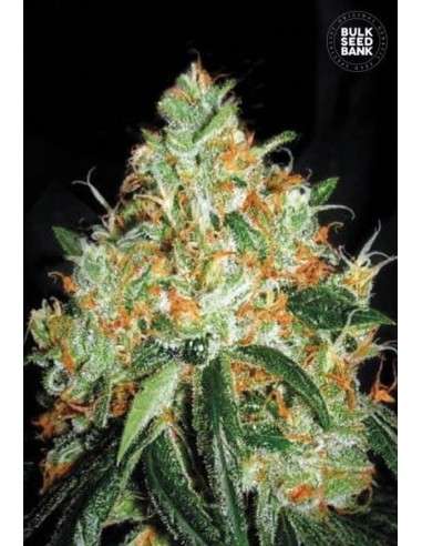 BULK SEED BANK - Original Orange Bud - 1