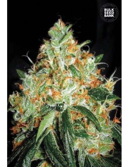 BULK SEED BANK - Original Orange Bud - 1