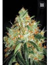 BULK SEED BANK - Original Orange Bud - 1