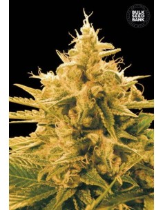 BULK SEED BANK - Ananas Funk - 1