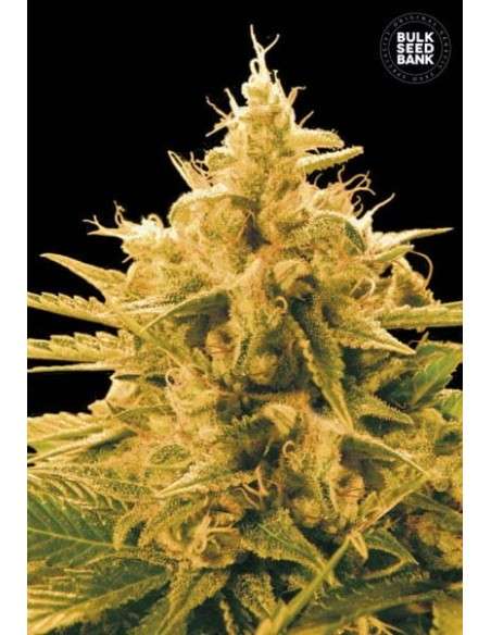 BULK SEED BANK - Ananas Funk - 1