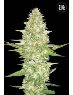 BULK SEED BANK - Perfect Power Plant - 1