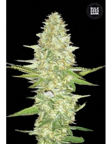BULK SEED BANK - Perfect Power Plant - 1