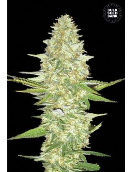BULK SEED BANK - Perfect Power Plant - 1